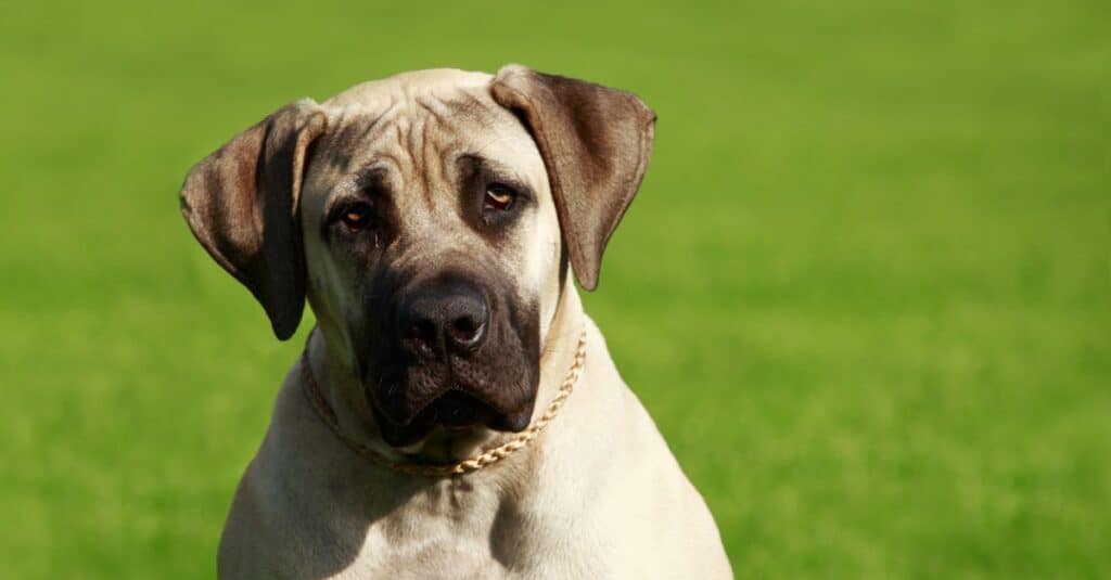 Cani più alti: mastino inglese