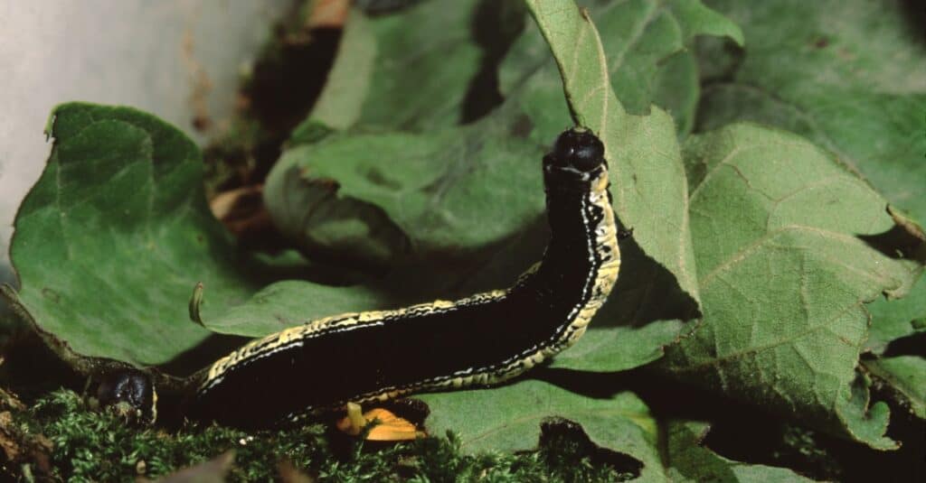 Bruchi più grandi - Catalpaworm