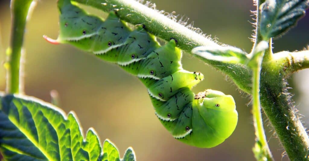 Bruchi più grandi - Hornworm del tabacco 