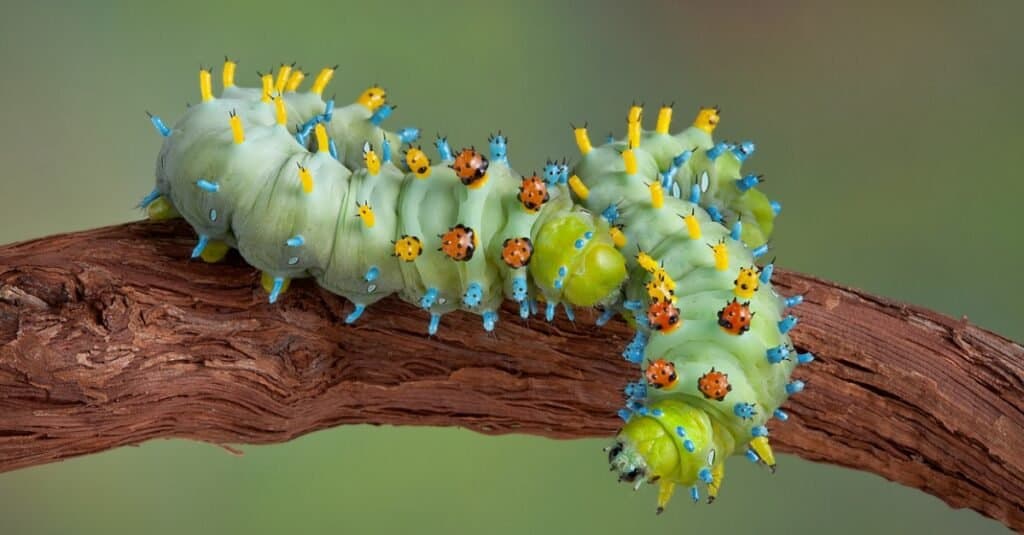 I bruchi più grandi - cecropia 