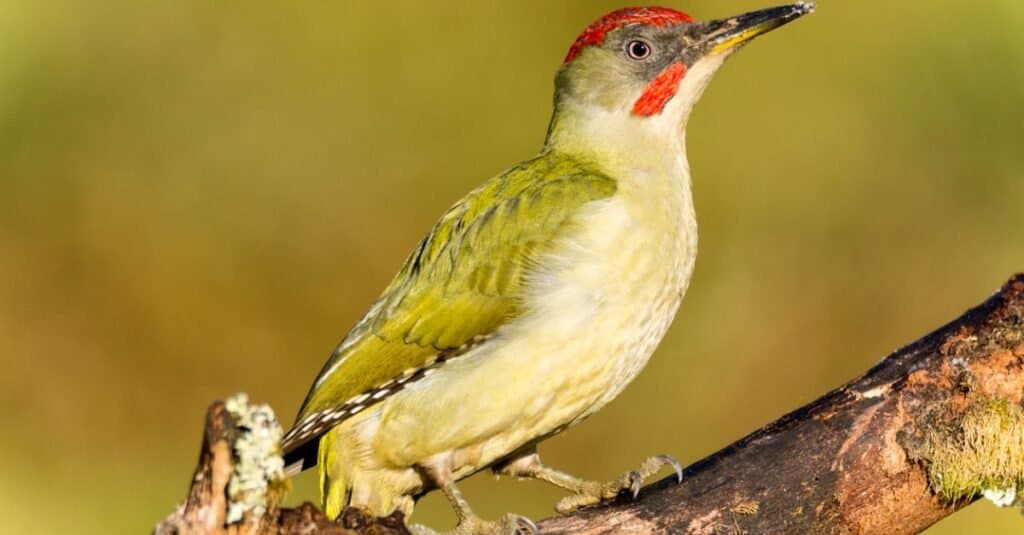 Il picchio più grande è il verde europeo 