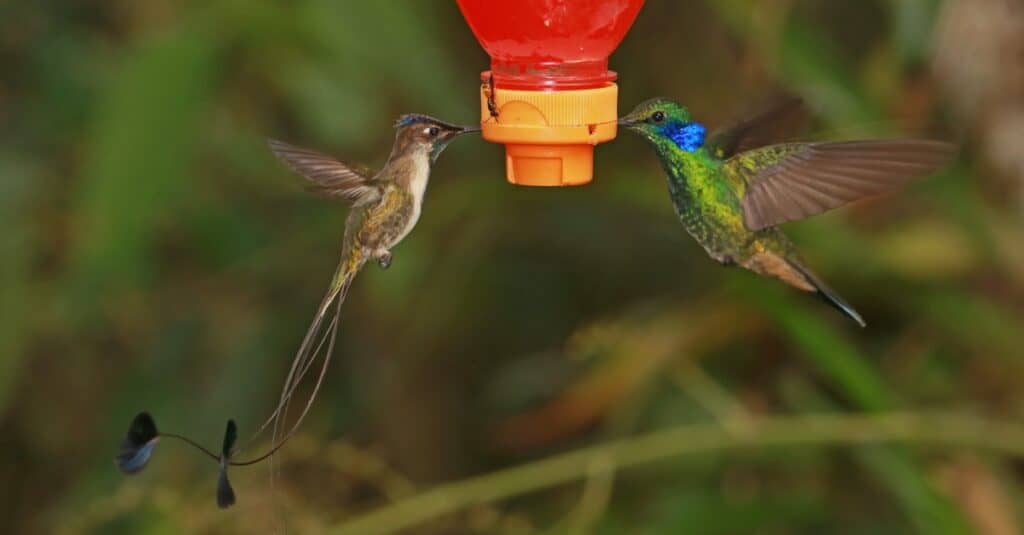 Il più grande colibrì - Marvelous Spatuletail