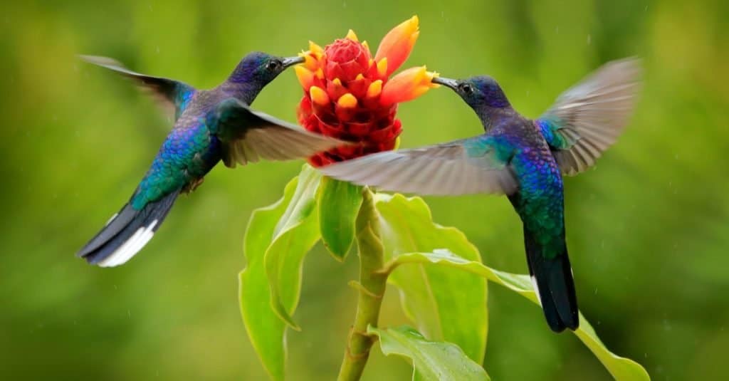 Animali preferiti e più popolari: uccelli