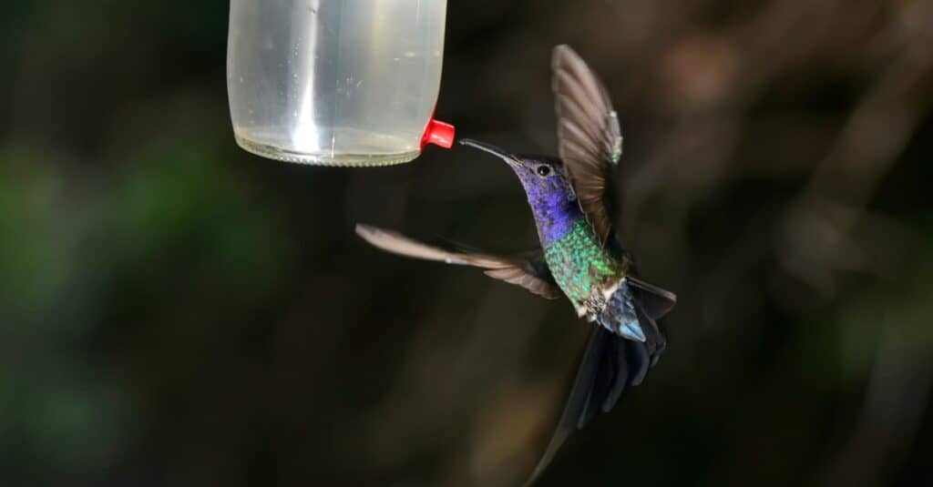 Colibrì più grande - Colibrì dalla coda di rondine