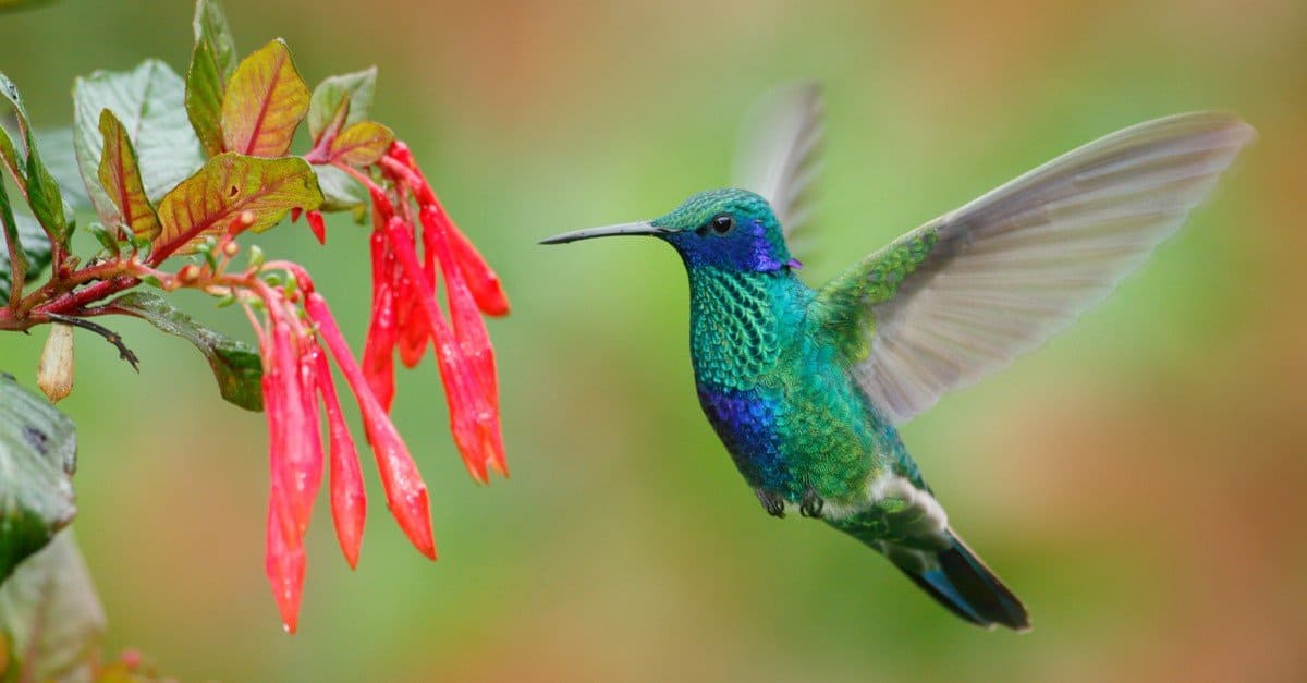 Colibrì con fiore rosso.