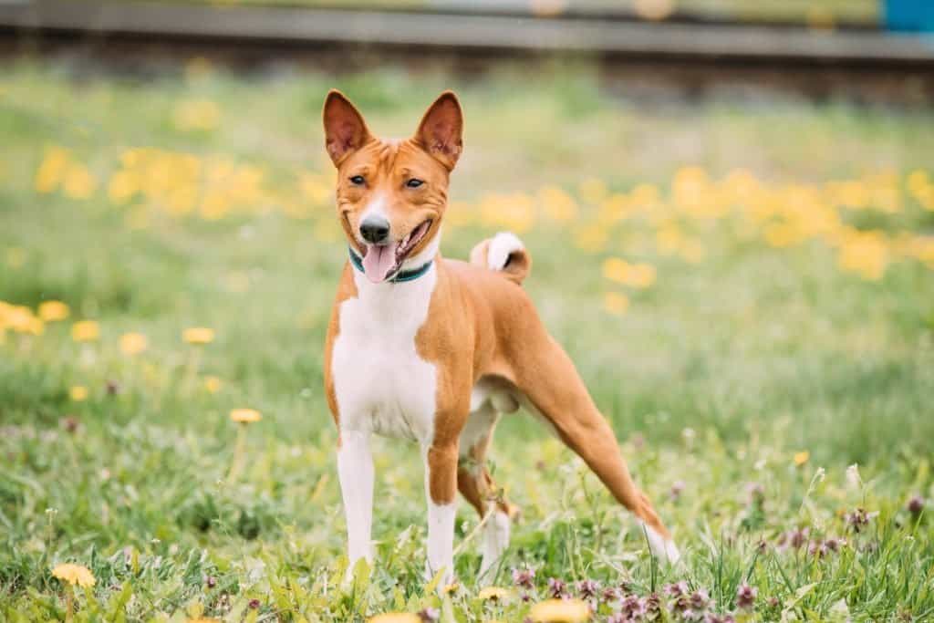 Un Basenji in piedi nell'erba con fiori gialli sullo sfondo.