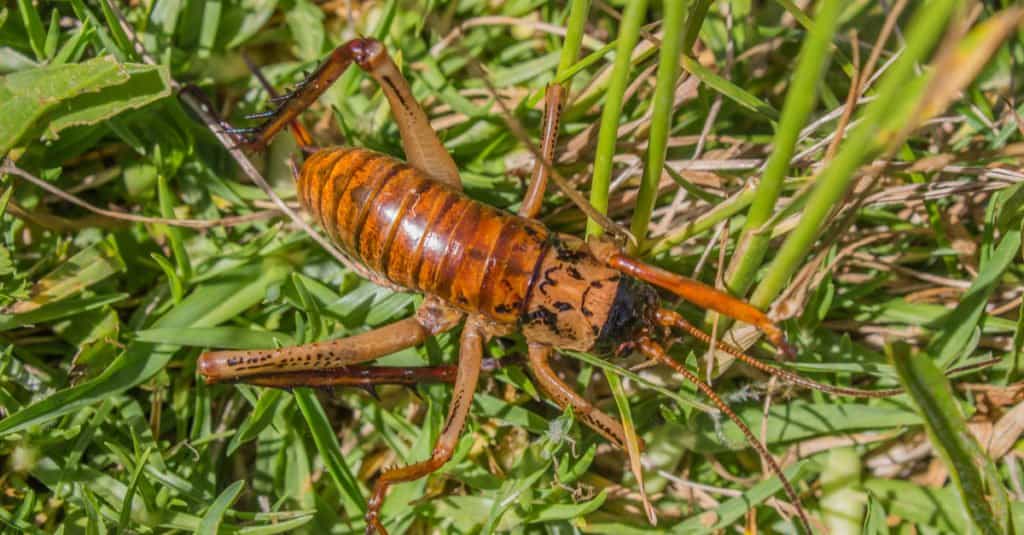 Insetti più grandi - Weta gigante