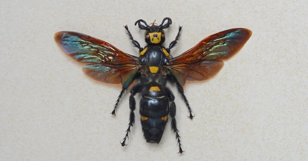 Vespe più grandi - Vespa gigante scoliide