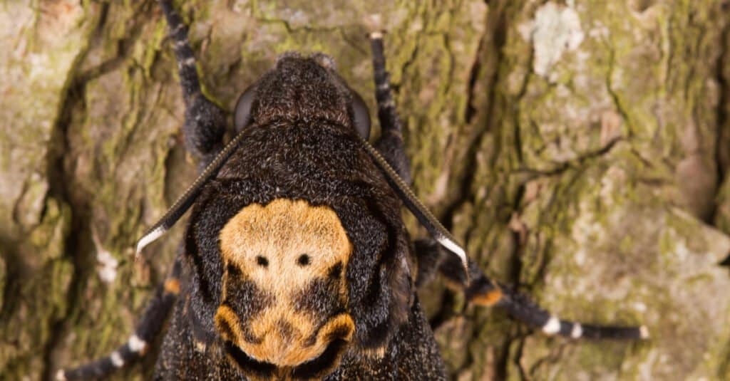 Animali che usano il mimetismo: Hawkmoth dalla testa di morte