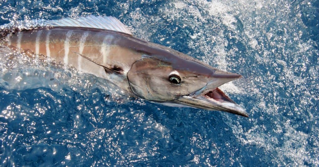 Il wahoo, uno dei pesci più veloci del mondo, ha una dieta composta da altri pesci e calamari, che catturano facilmente grazie alla loro velocità.