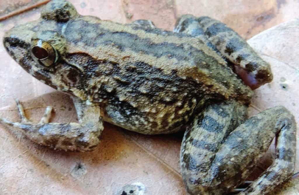 Incredibili animali della foresta pluviale: Limnonectes larvaepartus