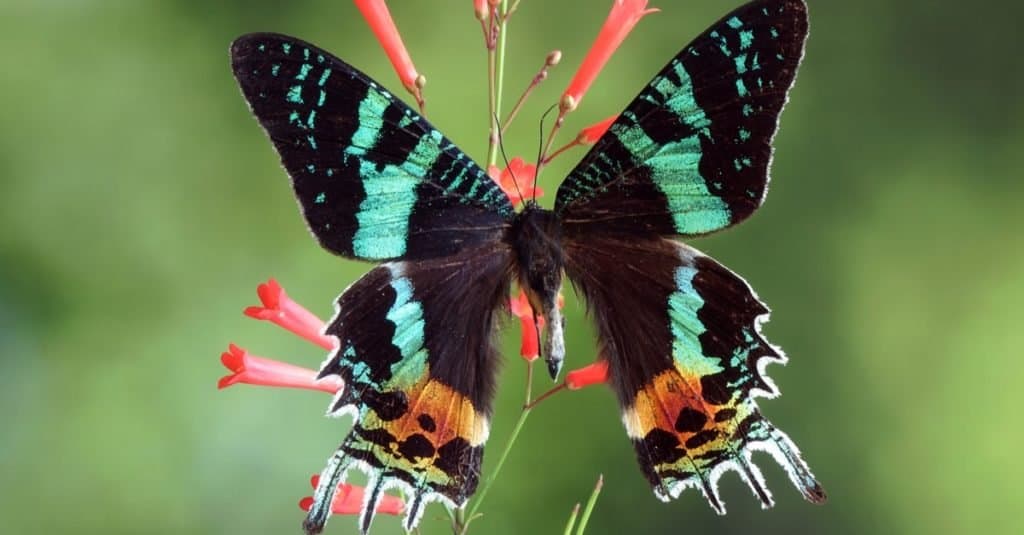 Incredibili animali della foresta pluviale: falena del tramonto del Madagascar