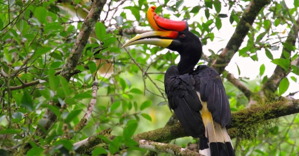 Incredibili animali della foresta pluviale: bucero rinoceronte