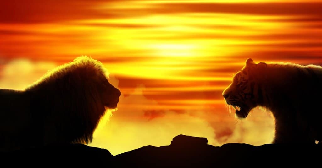 Tiger vs Lion - Chi vincerebbe in un combattimento