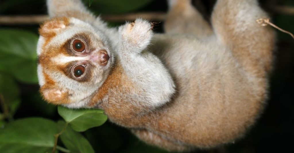 Fatti sugli animali: Loris lento