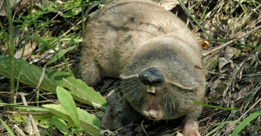 Fatti sugli animali: ratti talpa