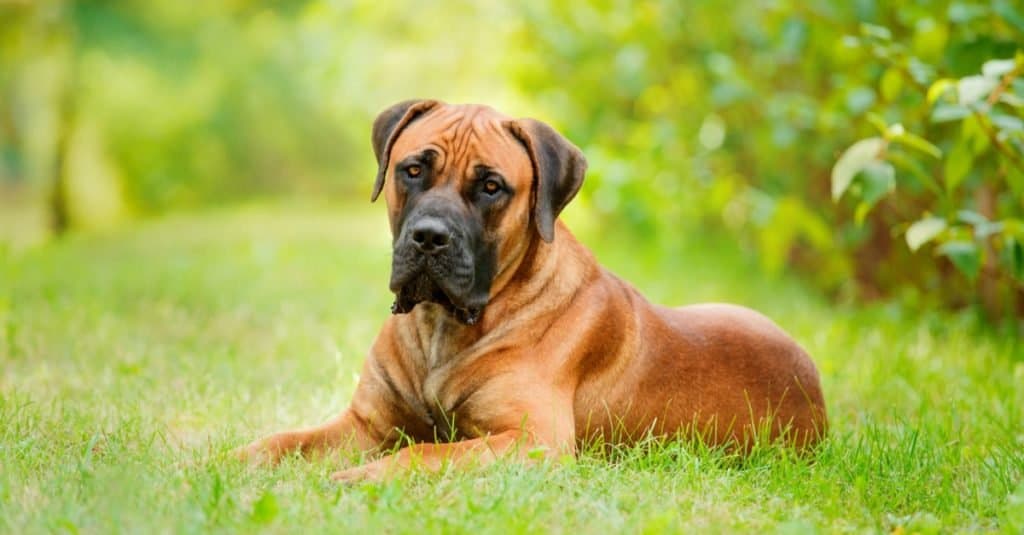 Fatti sugli animali: cani
