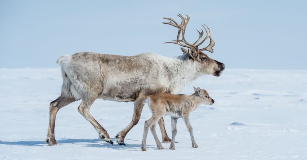 Informazioni sugli animali: renna Attribuzione non trovata