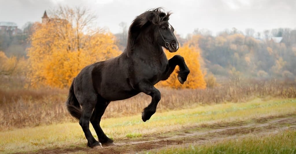 Quanto vivono i cavalli: Percheron