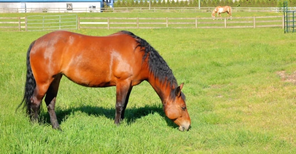 Quanto tempo vivono i cavalli: American Standardbred