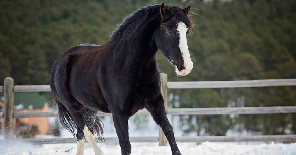 Quanto vivono i cavalli: Tennessee Walker