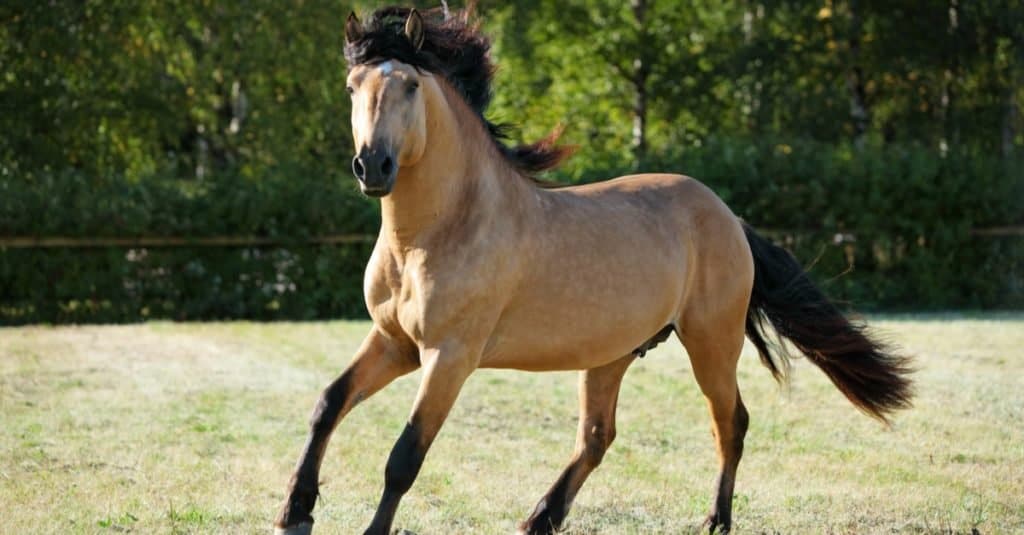 Quanto vivono i cavalli: Paso Fino