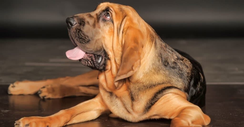 Fatti sui cani per bambini: Bloodhound