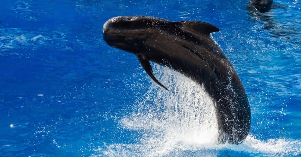 Animale marino più veloce: balena pilota