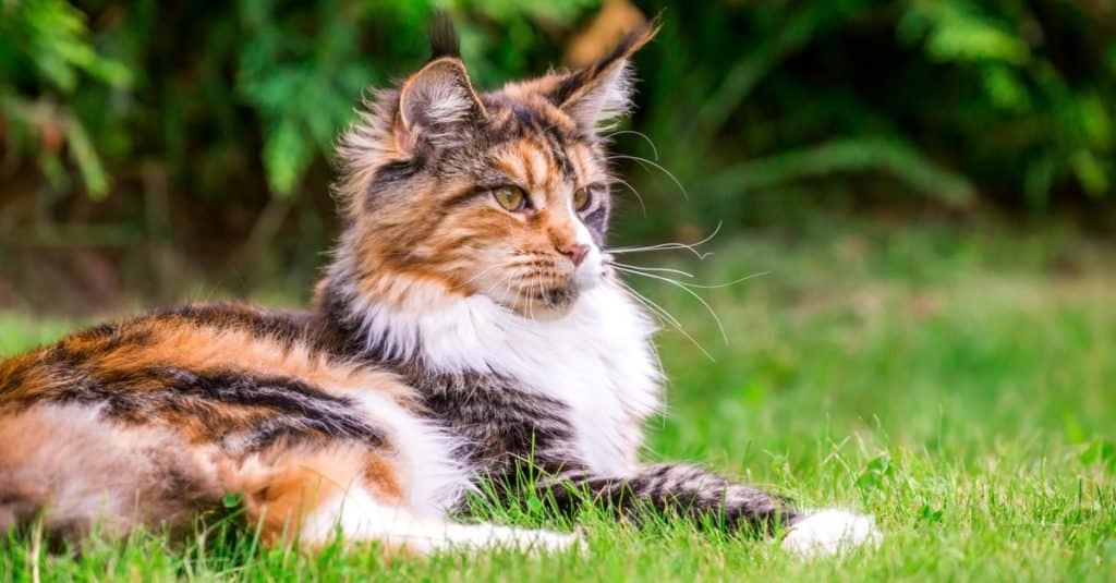 Razze di gatti più costose: Maine Coon