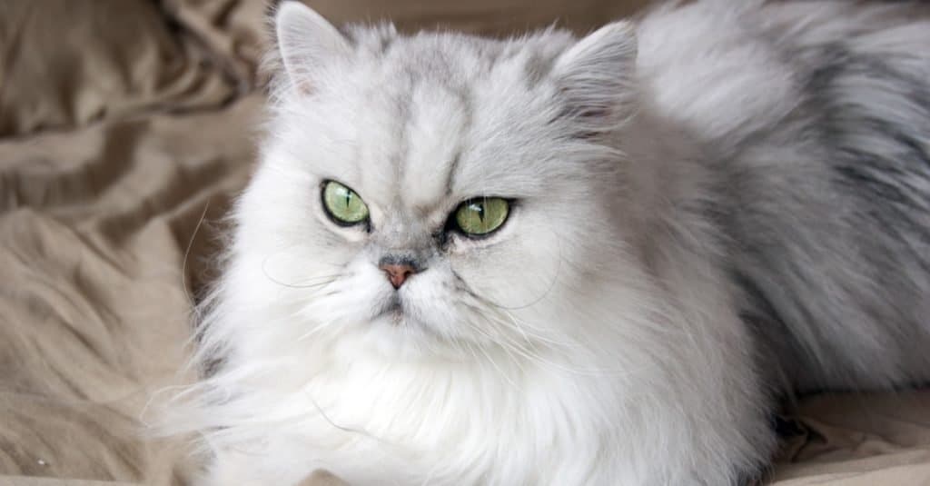 Razze di gatti più costose: persiano