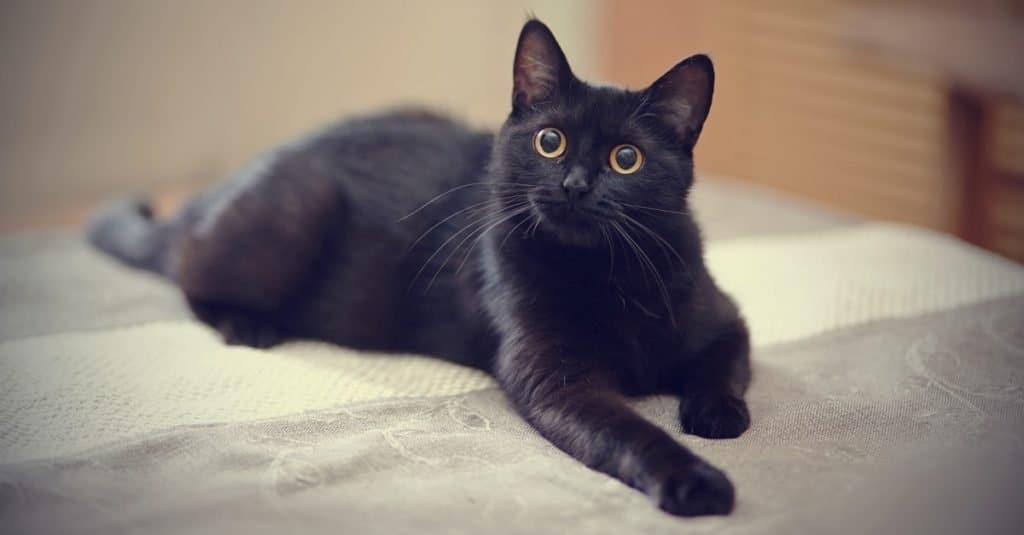 Il gatto più vecchio di sempre