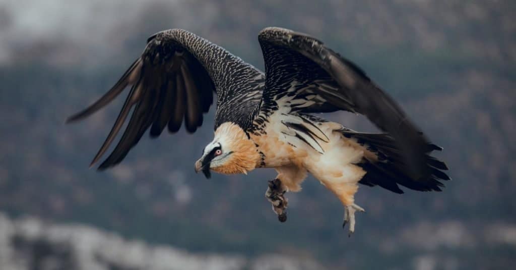 Incredibile animale di montagna: gipeto