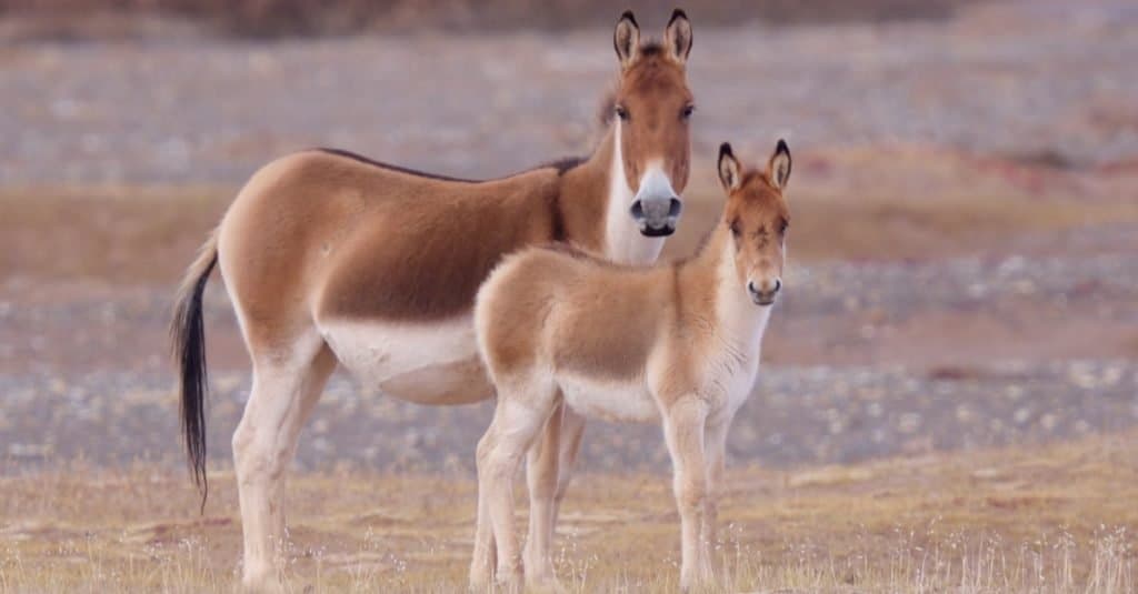 Incredibile animale di montagna: Kiang