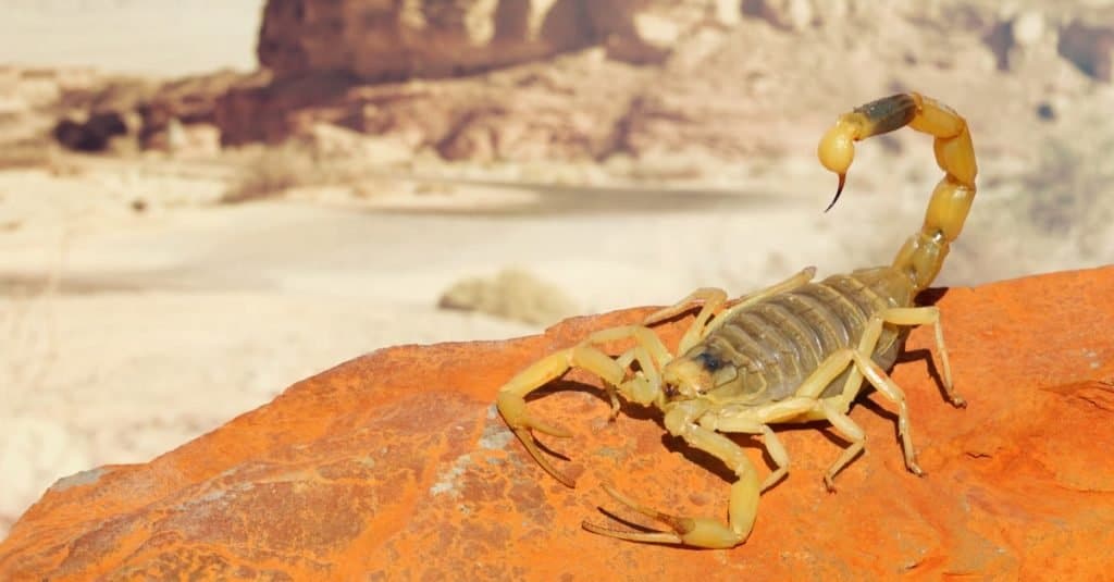 Incredibili animali del deserto: scorpione