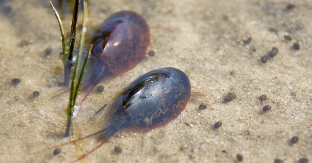 Incredibili animali del deserto: gamberetti girini