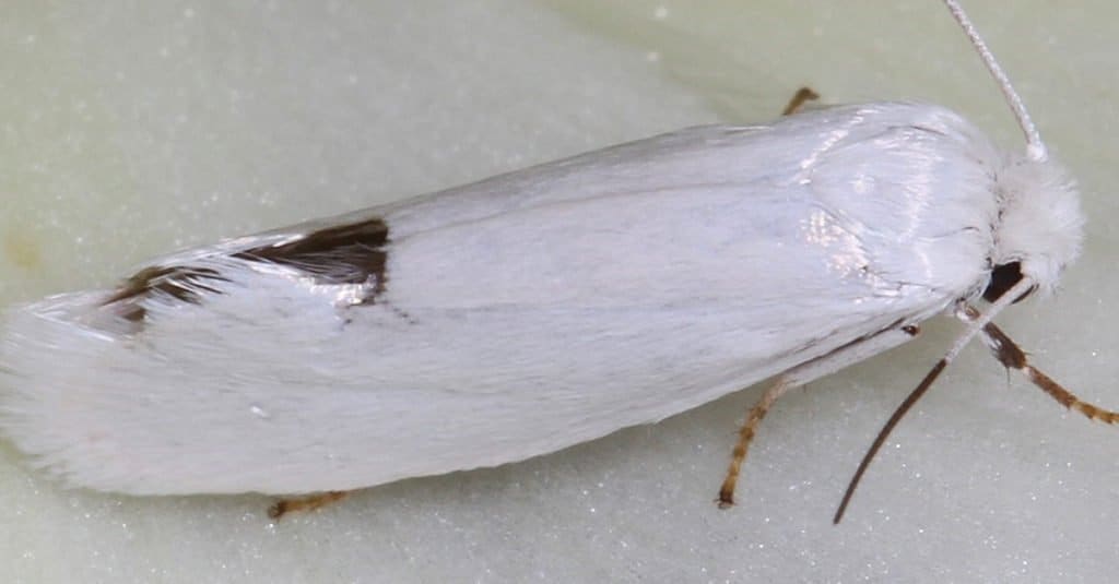 Incredibili animali del deserto Yucca Moth