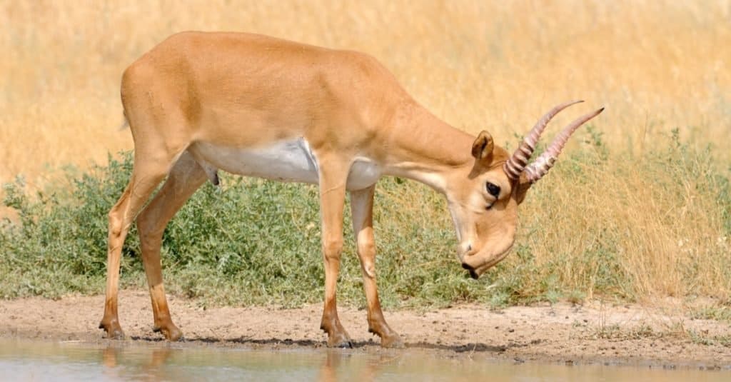 Incredibili animali del deserto: Saiga
