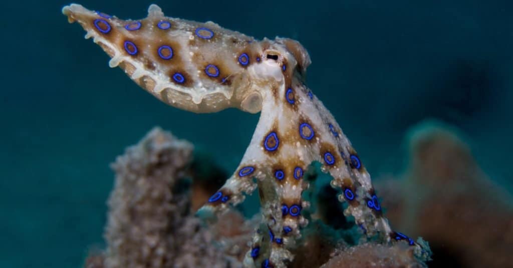 L'animale più spaventoso del mondo: il polpo dagli anelli blu
