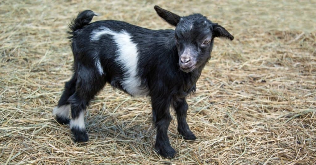 L'animale più strano: la capra miotonica