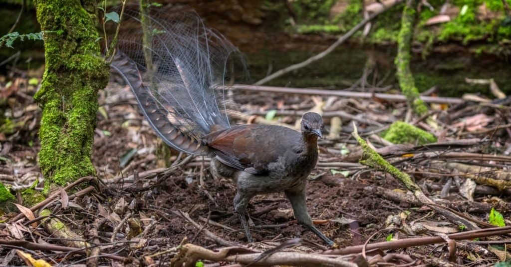L'animale più strano: gli uccelli lira