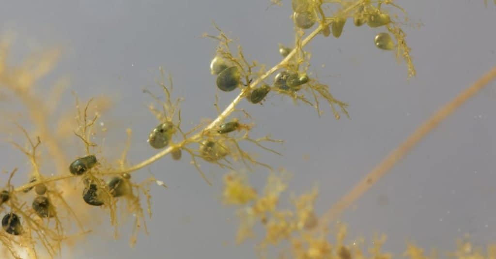 Piante carnivore: Bladderwort