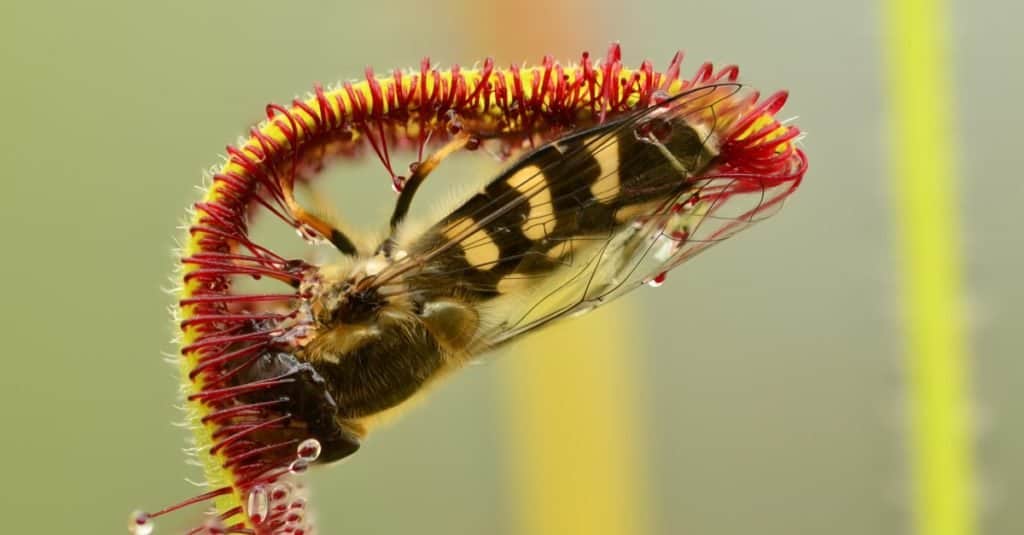 Piante carnivore: Drosera