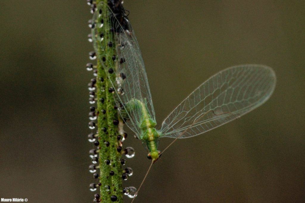 Piante carnivore: pino rugiadoso