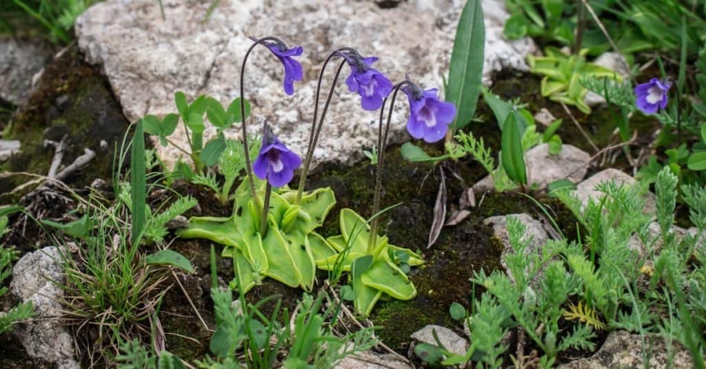 Piante carnivore: Butterwort