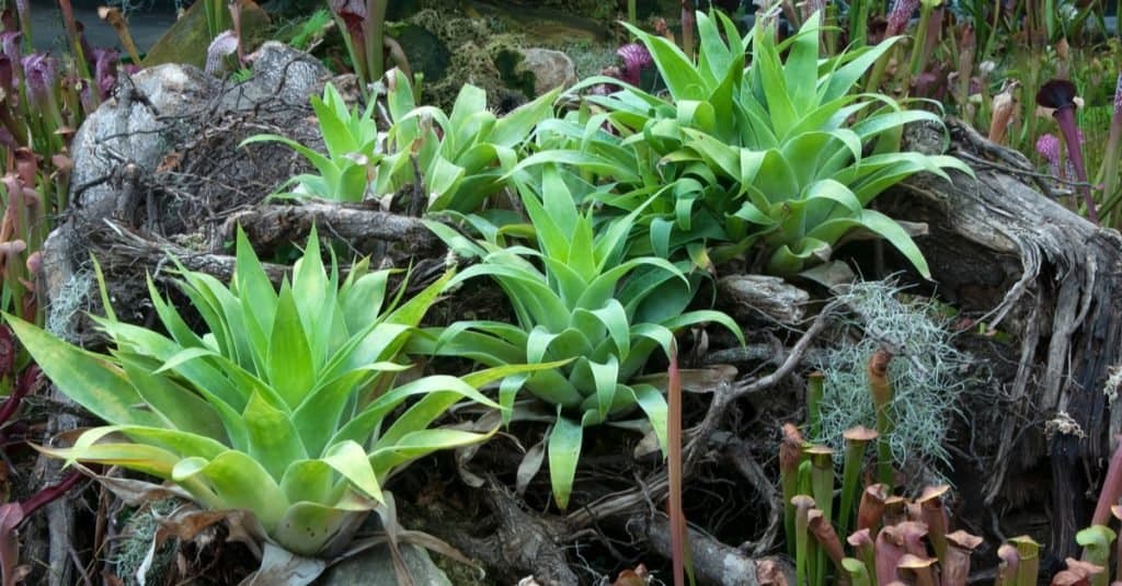 Piante carnivore: Brocchinia reducta