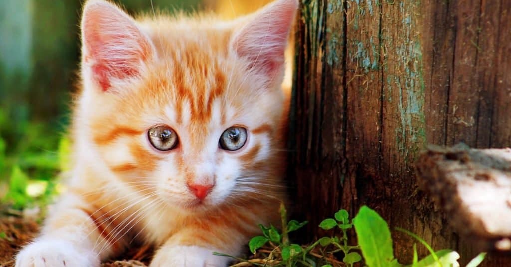 Animali preferiti e più popolari: gatto