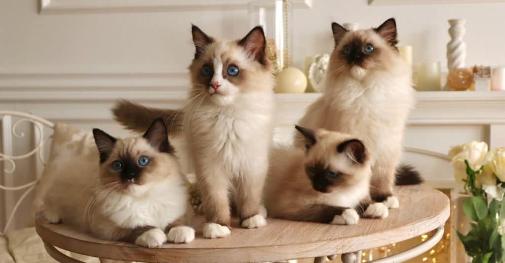 Lavori divertenti con gli animali: allevatore di cani o gatti