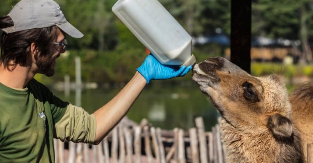 Lavori divertenti con gli animali: zoologo