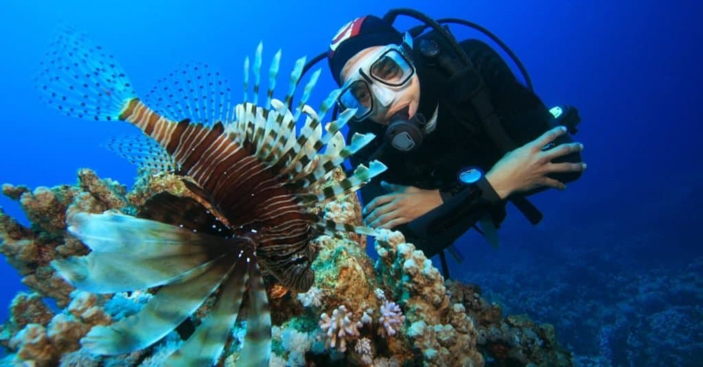 Lavori divertenti con gli animali: biologo marino