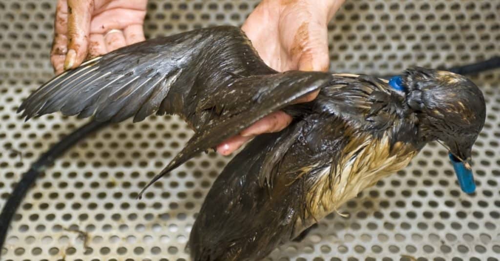 Lavori divertenti con gli animali: riabilitatore della fauna selvatica
